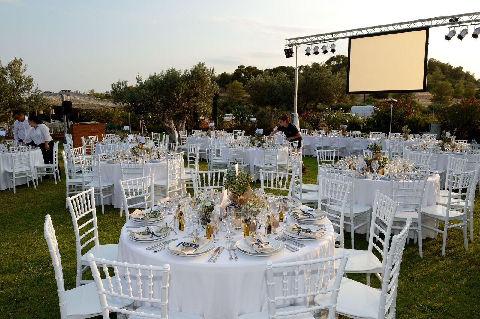 Olive trees area